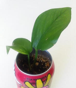zerachiel, my plant baby